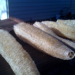 The Cottage City Community Garden Luffa Project