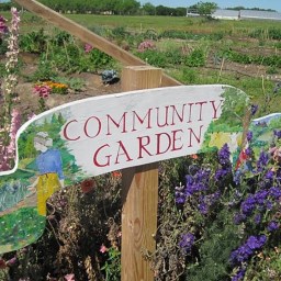 How to start a Garden