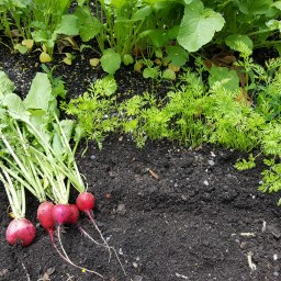 Updates from the Garden – June 2016