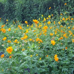 Updates from the Garden