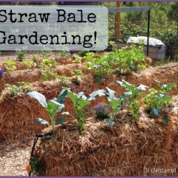 June Garden News