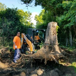 Tree Stump Removal