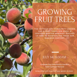 Garden Updates – July 2018