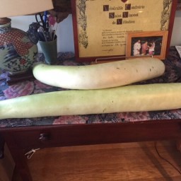 Cucuzza Longa Squash