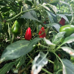 Community Garden Tour