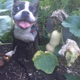 Chat with a Master Gardener & Reserve Your Garden Bed for 2019