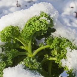 Winterizing Your Garden