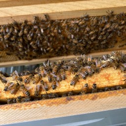 Cottage City Garden has Honeybees