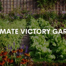 Cottage City Garden is a Climate Victory Garden