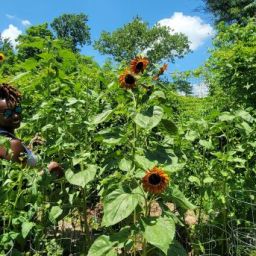 Pollinator Day at the Garden was beautiful!